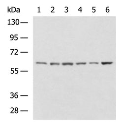 NOX5 rabbit polyclonal antibody