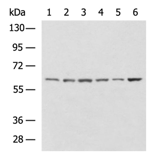 NOX5 rabbit polyclonal antibody