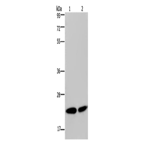 NPM3 rabbit polyclonal antibody
