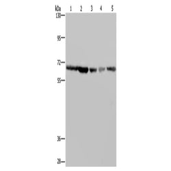 GNL3 rabbit polyclonal antibody