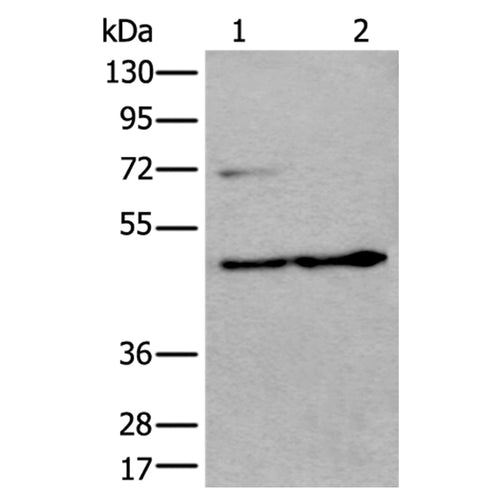 PRKAR2A rabbit polyclonal antibody