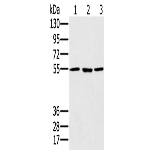 PSMC1 rabbit polyclonal antibody