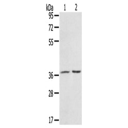 PDLIM4 rabbit polyclonal antibody