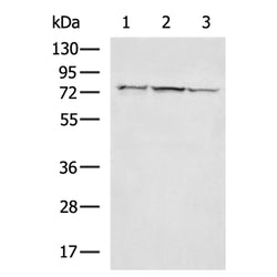 RIPK1 rabbit polyclonal antibody