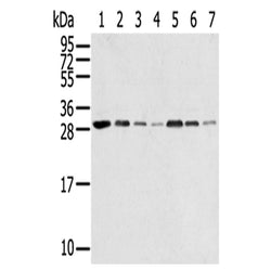 RPA2 rabbit polyclonal antibody