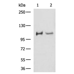 RRBP1 rabbit polyclonal antibody