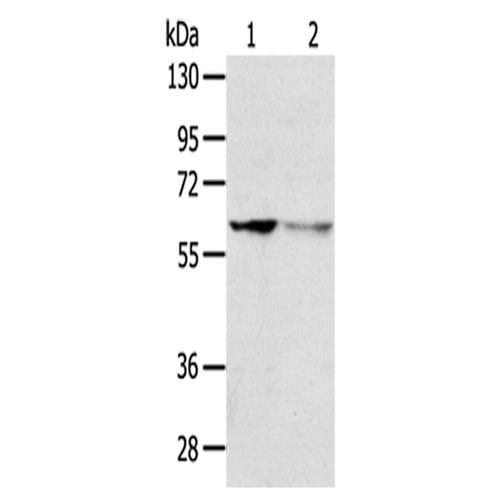 DHCR24 rabbit polyclonal antibody