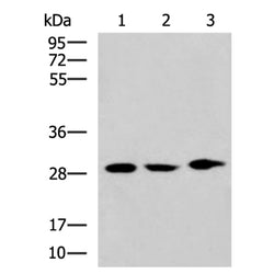 SIAH1 rabbit polyclonal antibody