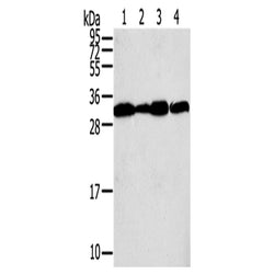 STX10 rabbit polyclonal antibody