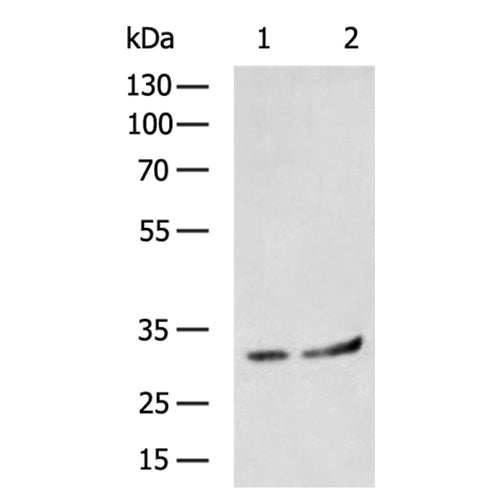 STX11 rabbit polyclonal antibody