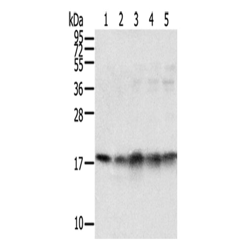 TAF11 rabbit polyclonal antibody