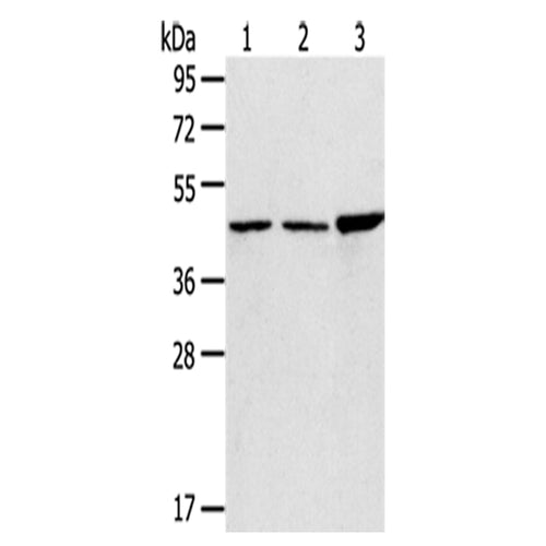PLIN3 rabbit polyclonal antibody