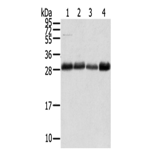TMED1 rabbit polyclonal antibody