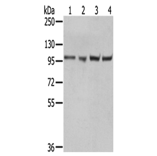 TPX2 rabbit polyclonal antibody