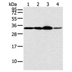 MED6 rabbit polyclonal antibody