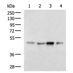 TXNDC5 rabbit polyclonal antibody