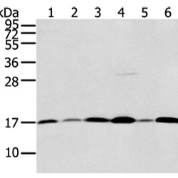 UBL4A rabbit polyclonal antibody
