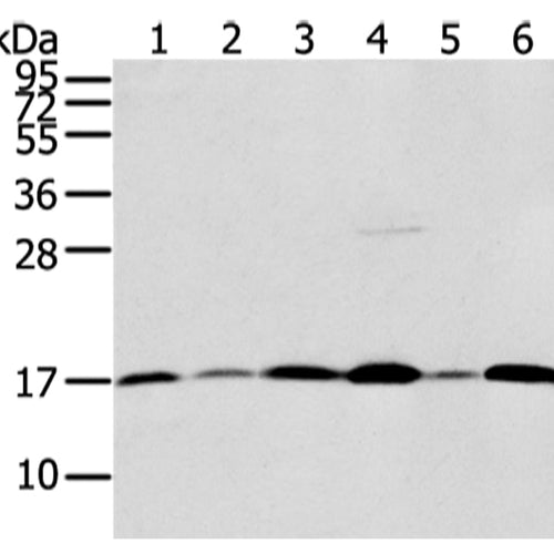 UBL4A rabbit polyclonal antibody