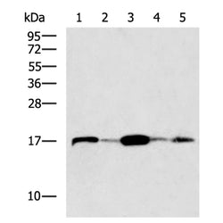 VAMP4 rabbit polyclonal antibody