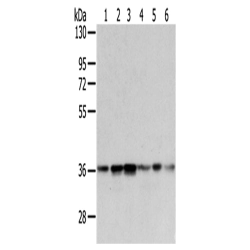 WDR5 rabbit polyclonal antibody