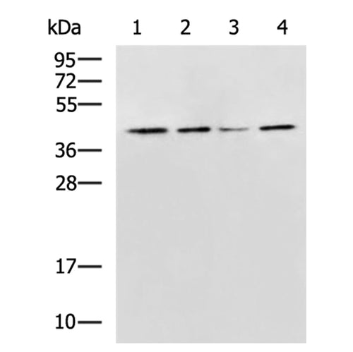 WDR77 rabbit polyclonal antibody