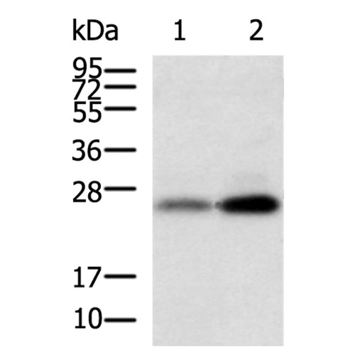 WFDC5 rabbit polyclonal antibody