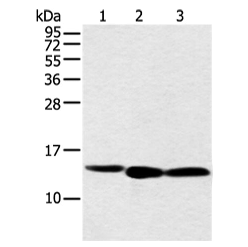 NDUFB3 rabbit polyclonal antibody