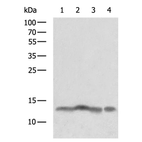 CARTPT rabbit polyclonal antibody