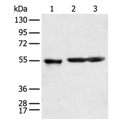KCTD16 rabbit polyclonal antibody