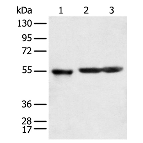 KCTD16 rabbit polyclonal antibody