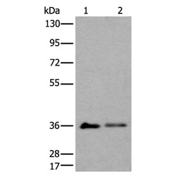 METAP1D rabbit polyclonal antibody