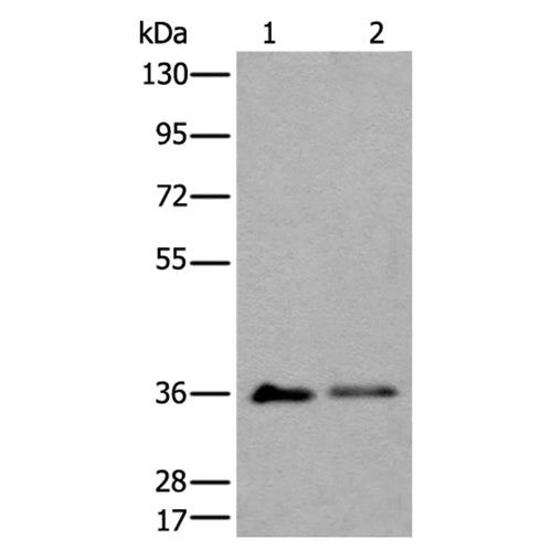 METAP1D rabbit polyclonal antibody