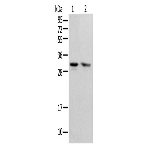 PSMF1 rabbit polyclonal antibody
