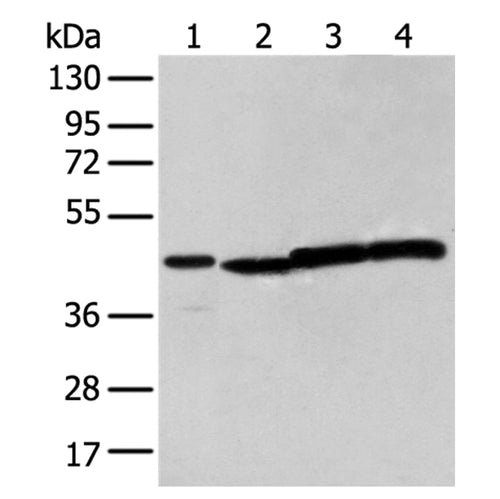 NUDT12 rabbit polyclonal antibody