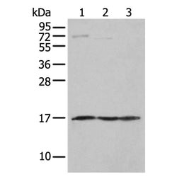 NDUFA12 rabbit polyclonal antibody