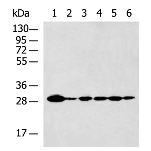 SFN rabbit polyclonal antibody