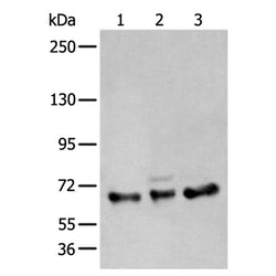 ZBTB5 rabbit polyclonal antibody