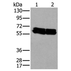ZNF207 rabbit polyclonal antibody