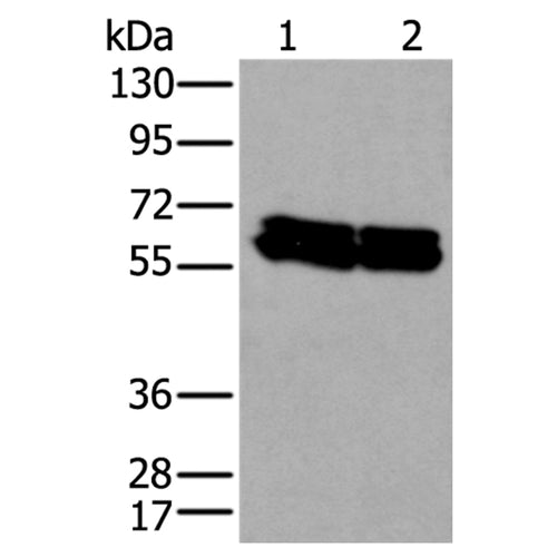 ZNF207 rabbit polyclonal antibody