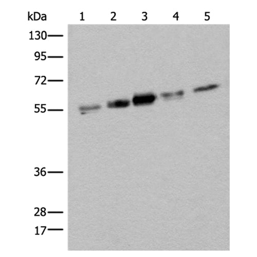 ZPR1 rabbit polyclonal antibody