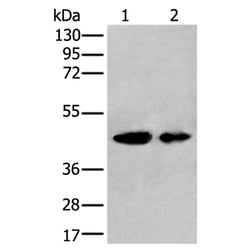 VASP rabbit polyclonal antibody