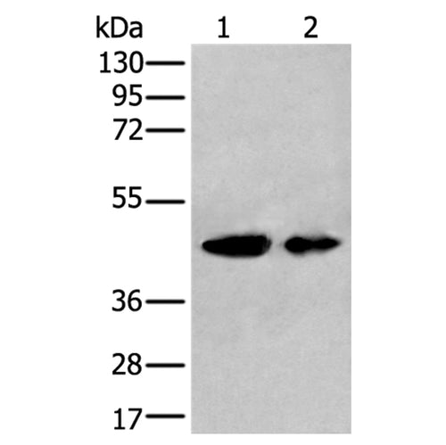 VASP rabbit polyclonal antibody