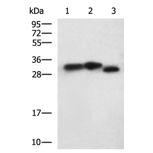 VDAC1 rabbit polyclonal antibody