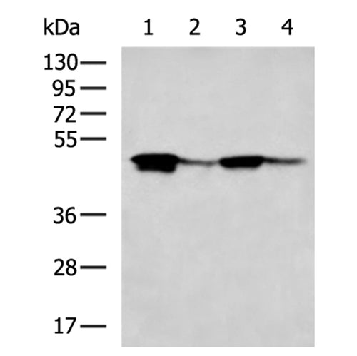 VRK1 rabbit polyclonal antibody