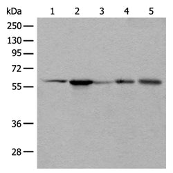 BAIAP2L1 rabbit polyclonal antibody