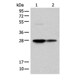 COA7 rabbit polyclonal antibody
