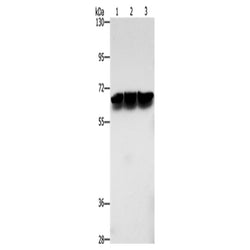 ZBTB1 rabbit polyclonal antibody