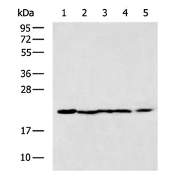 MT-CO2 rabbit polyclonal antibody