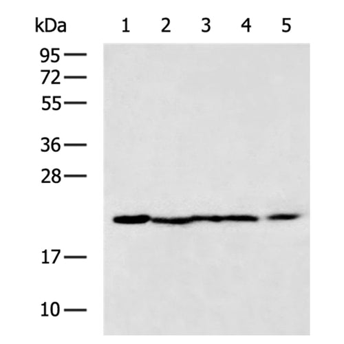 MT-CO2 rabbit polyclonal antibody