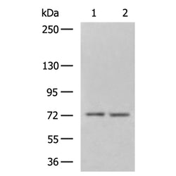 ABCG2 rabbit polyclonal antibody